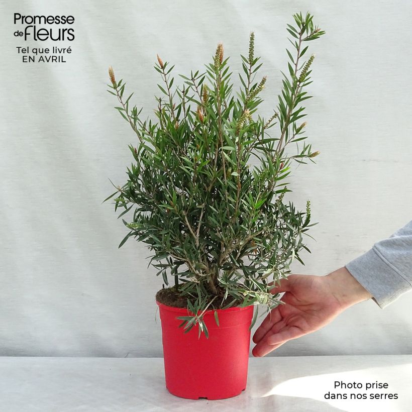 Exemplaar van Callistemon citrinus Mauve Mist - Lampenpoetser Pot van 3 l/4 l, Struik zoals geleverd in de lente