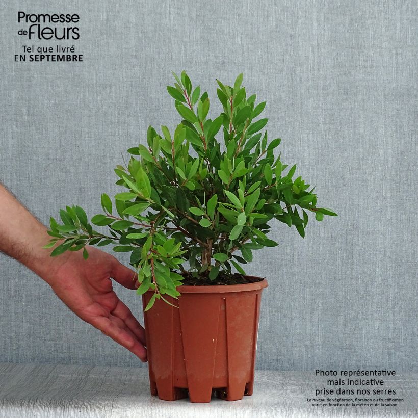Exemplaar van Callistemon citrinus Mauve Mist - Lampenpoetser Pot van 3 l/4 l, Struik zoals geleverd in de zomer