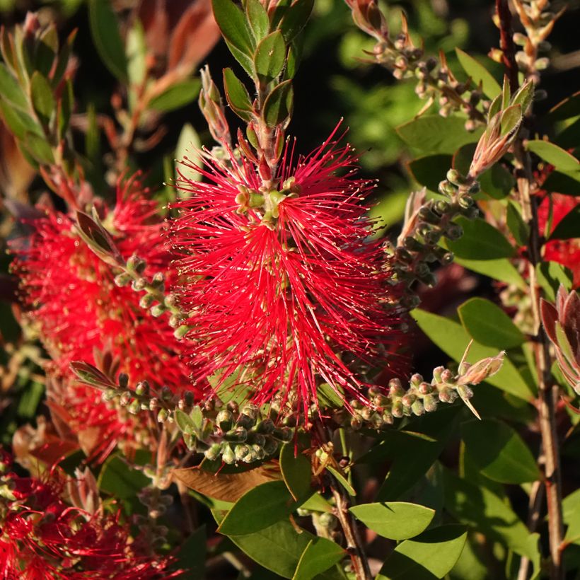 Callistemon citrinus Splendens - Lampenpoetser (Bloei)