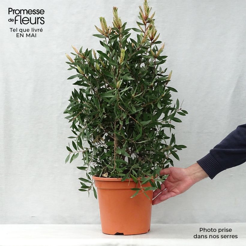 Exemplaar van Callistemon citrinus Splendens - Lampenpoetser Pot van 7,5 l/10 l zoals geleverd in de lente