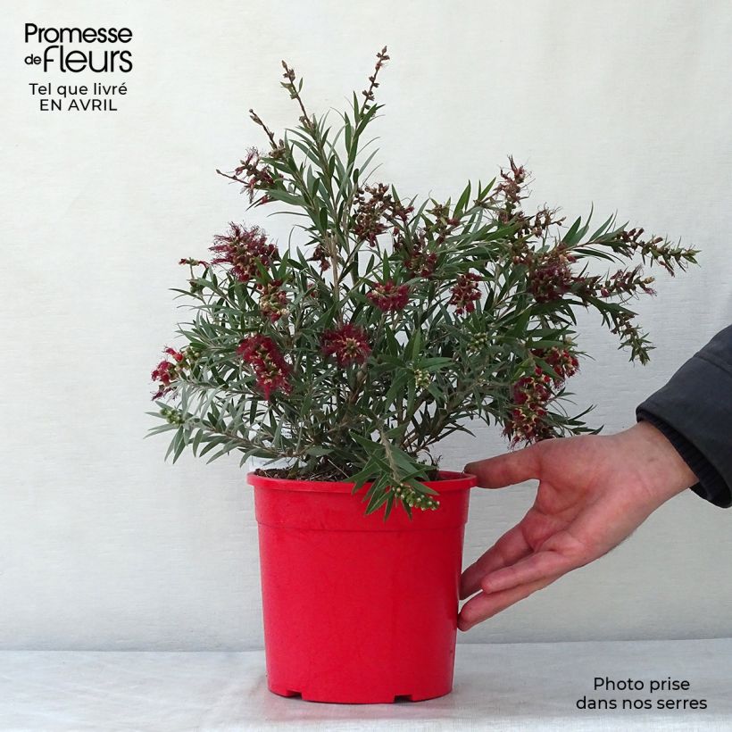 Exemplaar van Callistemon masotti Mini Red - Lampenpoetser Pot van 3 l/4 l, Struik zoals geleverd in de lente