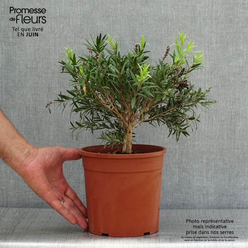 Exemplaar van Callistemon masotti Mini Red - Lampenpoetser Pot van 3 l/4 l, Struik zoals geleverd in de zomer