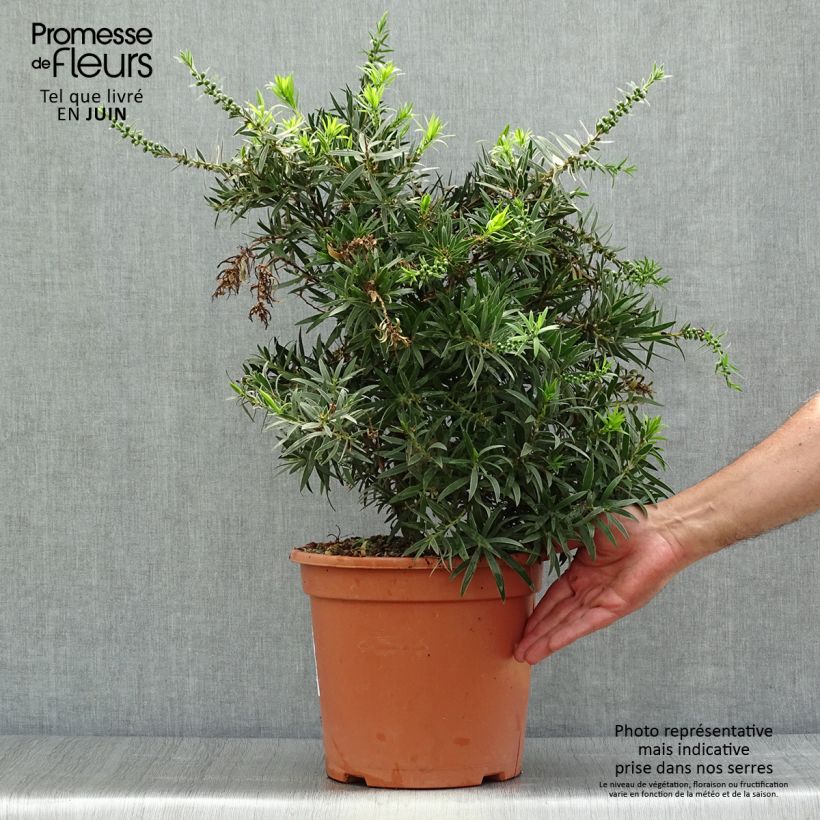 Exemplaar van Callistemon masotti Mini Red - Lampenpoetser Pot van 7,5 l/10 l zoals geleverd in de zomer