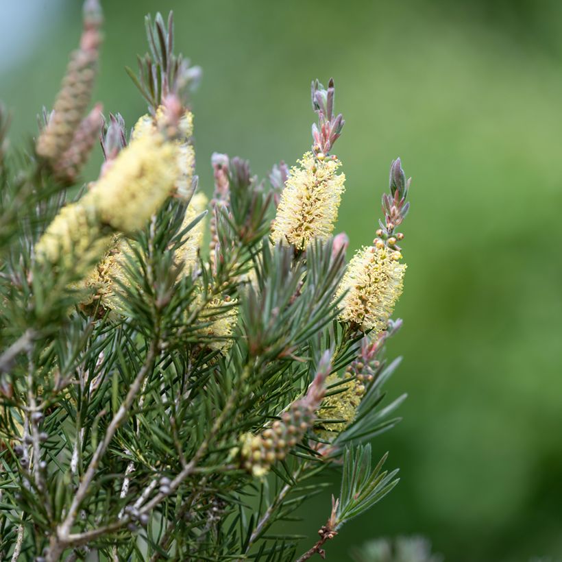 Callistemon pityoides Widdicomb Gem - Lampenpoetser (Bloei)