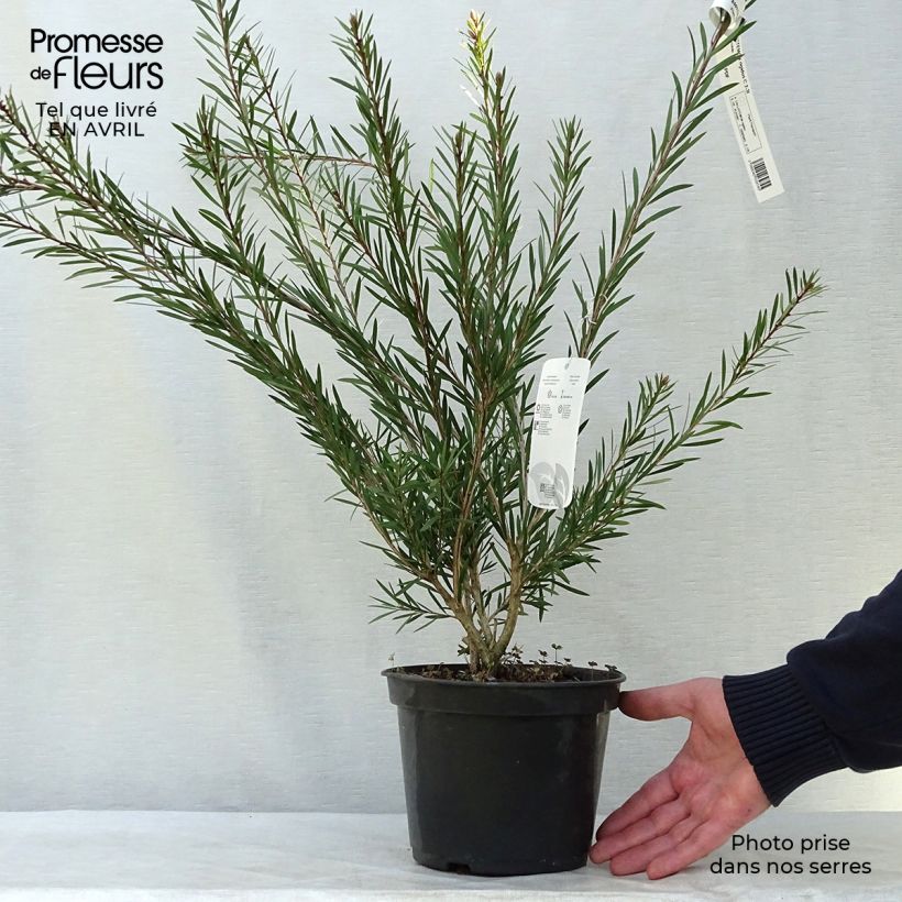 Exemplaar van Callistemon rigidus - Lampenpoetser Pot van 2 l/3 l zoals geleverd in de lente