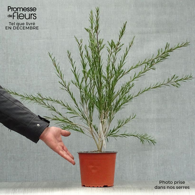 Example of Callistemon rigidus - Rince-bouteille Pot van 2 l/3 l as you get in hiver