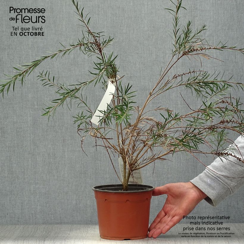 Exemplaar van Callistemon rigidus - Lampenpoetser Pot van 2 l/3 l zoals geleverd in de herfst