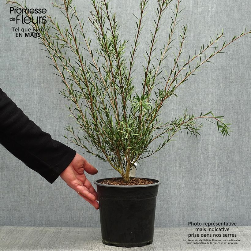 Exemplaar van Callistemon rigidus - Lampenpoetser Pot van 4 l/5 l zoals geleverd in de lente