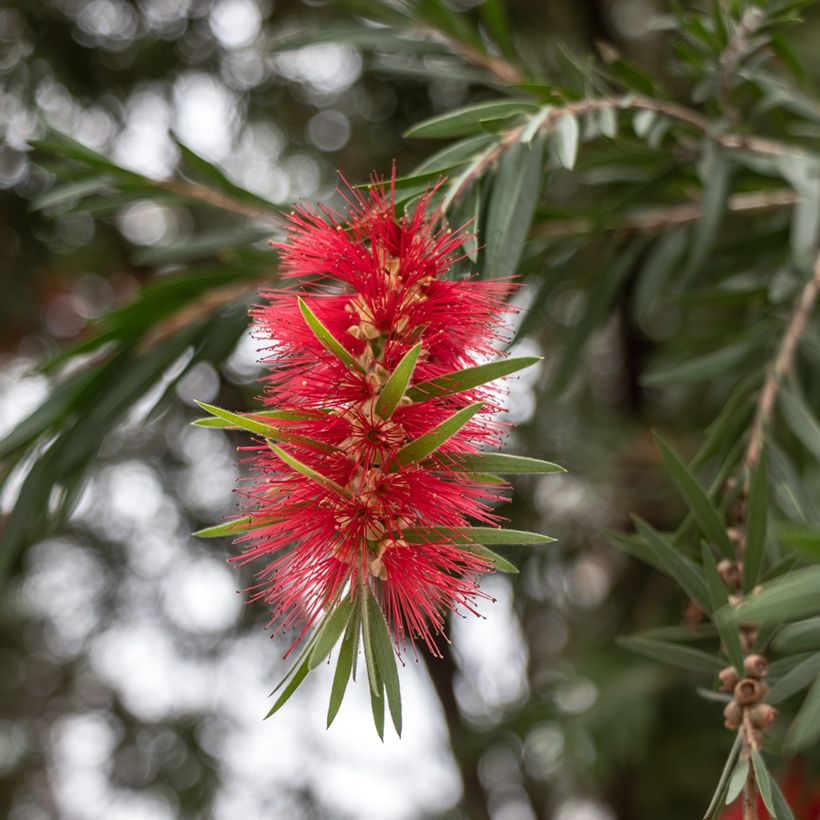 Callistemon rigidus - Lampenpoetser (Bloei)
