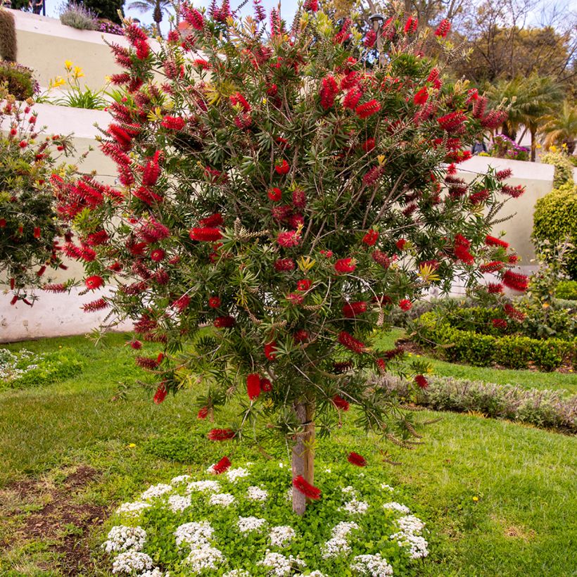 Callistemon rigidus - Lampenpoetser (Groeiplaats)