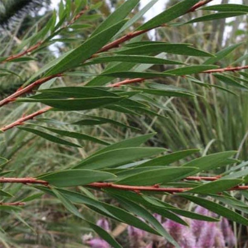 Callistemon salignus White - Lampenpoetser wit (Foliage)
