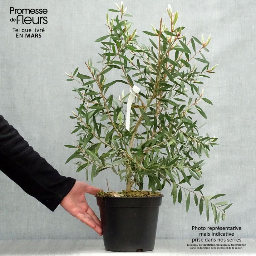 Exemplaar van Callistemon salignus Perth Pink - Lampenpoetser Pot van 4 l/5 l zoals geleverd in de lente