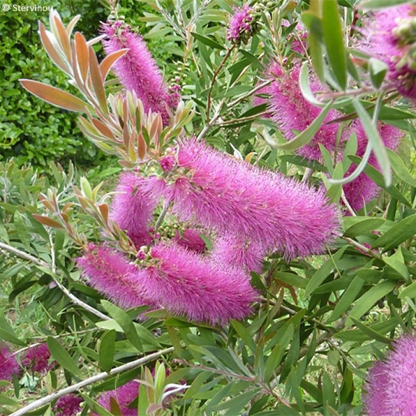 Callistemon salignus Perth Pink - Lampenpoetser (Flowering)