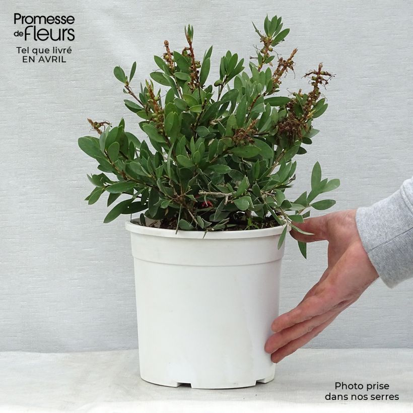 Exemplaar van Callistemon salignus White - Lampenpoetser wit Pot van 2 l/3 l zoals geleverd in de lente