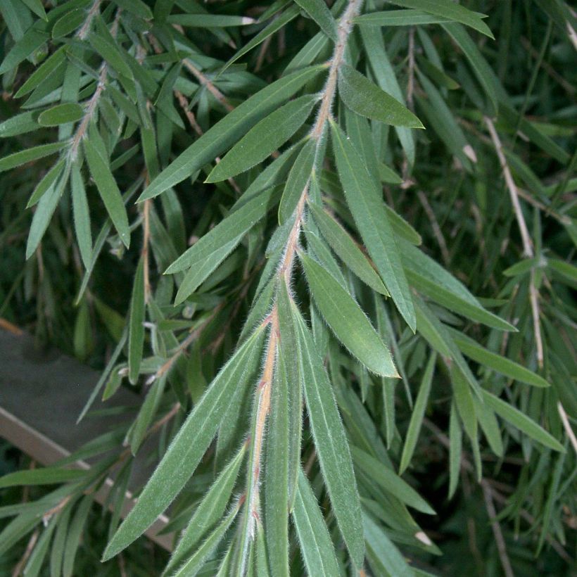 Callistemon viminalis - Lampenpoetser (Foliage)