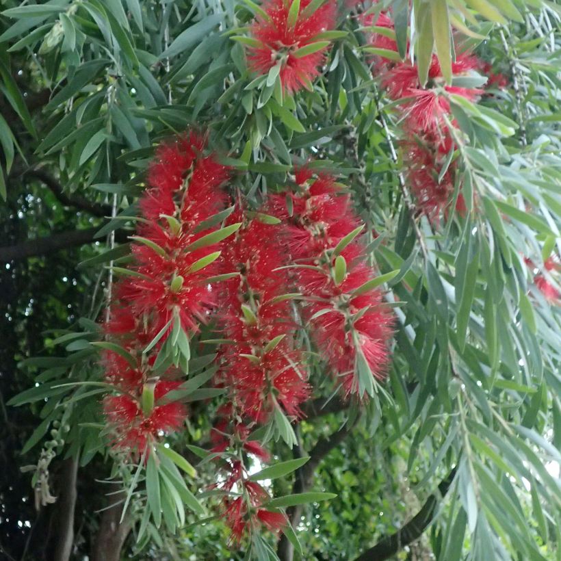Callistemon viminalis - Lampenpoetser (Flowering)