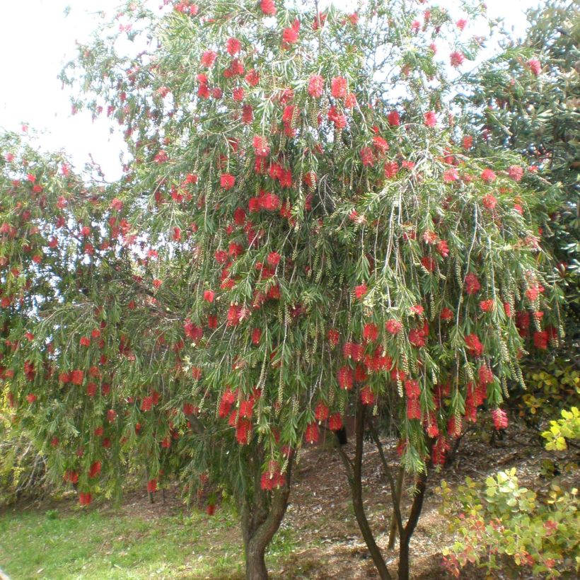 Callistemon viminalis - Lampenpoetser (Plant habit)