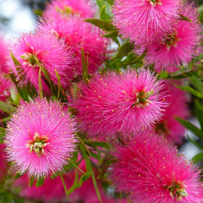 Callistemon viminalis Bright Pink - Lampenpoetser (Flowering)