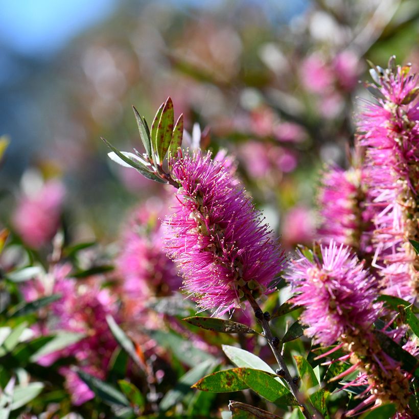 Callistemon viminalis Bright Pink - Lampenpoetser (Bloei)