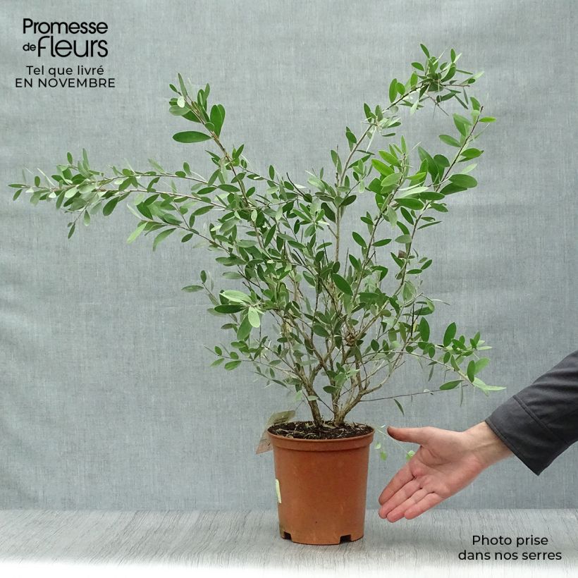 Exemplaar van Callistemon viminalis Bright Pink - Lampenpoetser Pot van 3 l/4 l, Struik zoals geleverd in de herfst