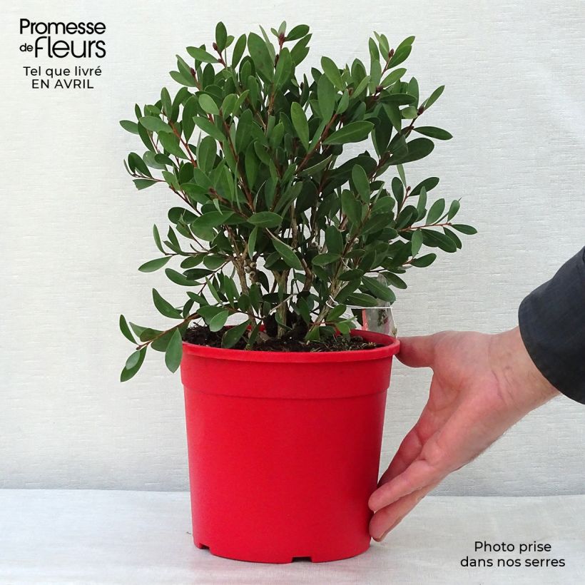 Exemplaar van Callistemon viminalis Bright Pink - Lampenpoetser Pot van 3 l/4 l, Struik zoals geleverd in de lente
