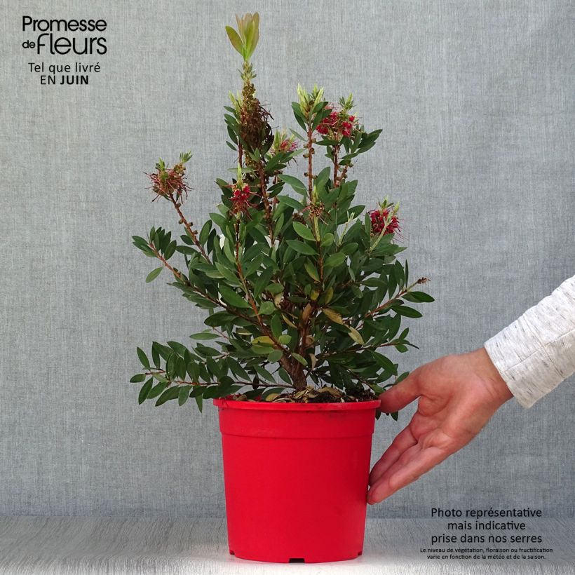 Exemplaar van Callistemon viminalis Bright Pink - Lampenpoetser Pot van 3 l/4 l, Struik zoals geleverd in de zomer