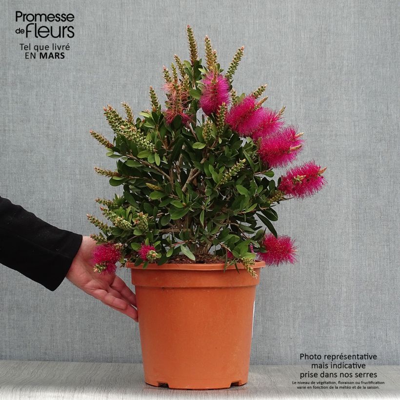 Exemplaar van Callistemon viminalis Bright Pink - Lampenpoetser Pot van 7,5 l/10 l zoals geleverd in de lente