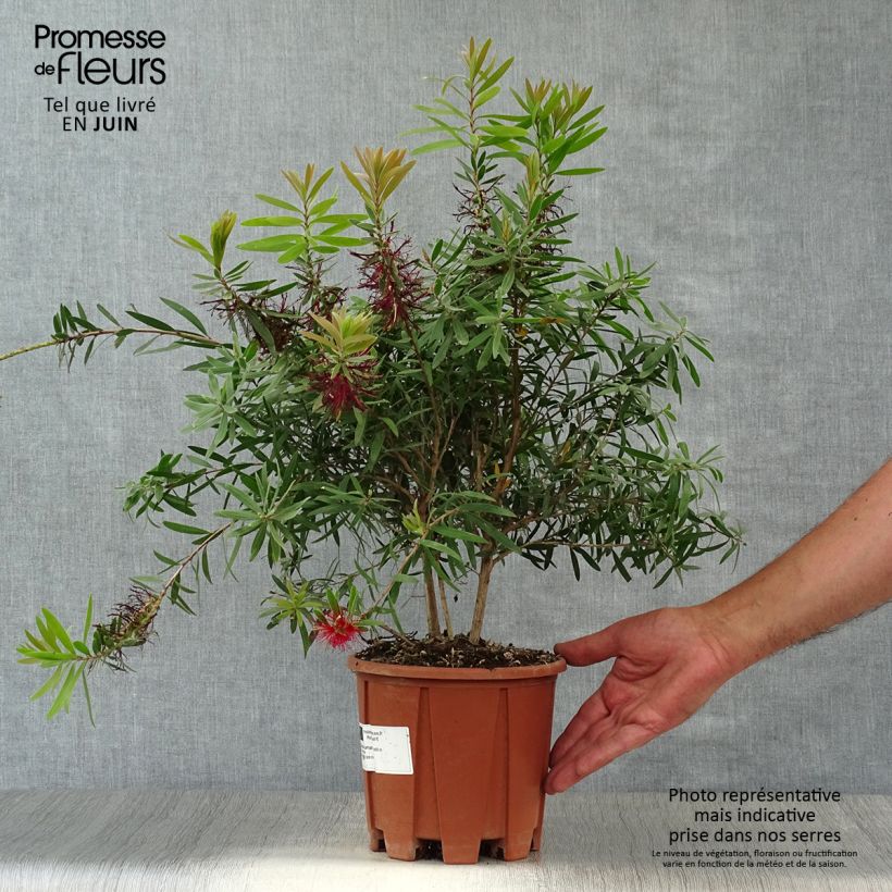 Exemplaar van Callistemon viminalis Captain Cook - Lampenpoetser Pot van 2 l/3 l zoals geleverd in de zomer