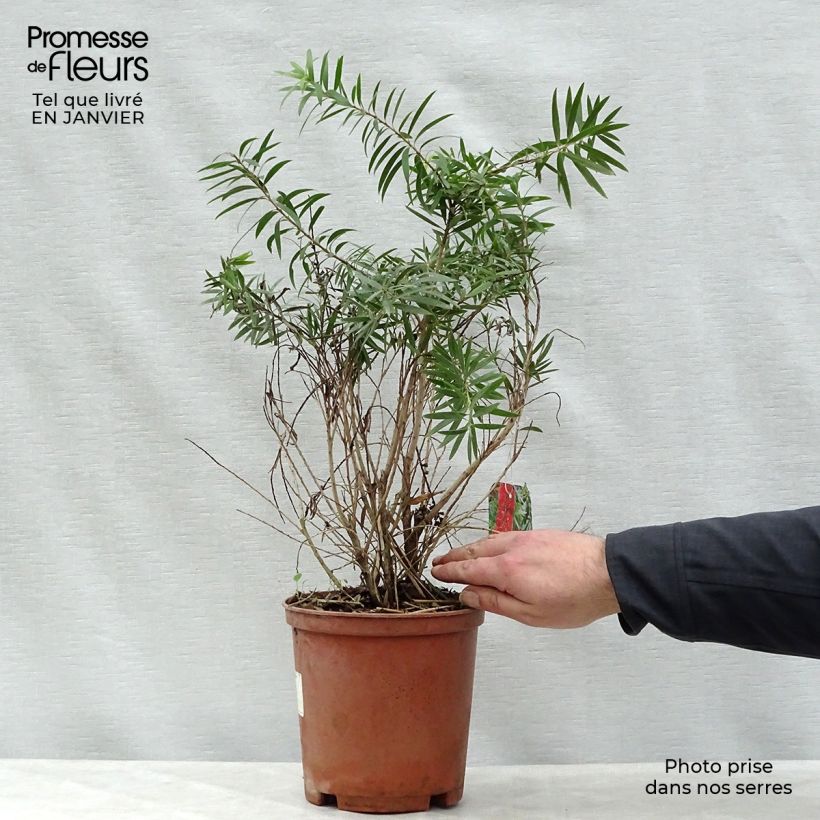 Example of Callistemon viminalis Captain Cook - Rince-bouteille Pot van 2 l/3 l as you get in hiver