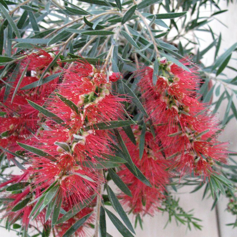 Callistemon viminalis Hannah Ray - Lampenpoetser (Flowering)