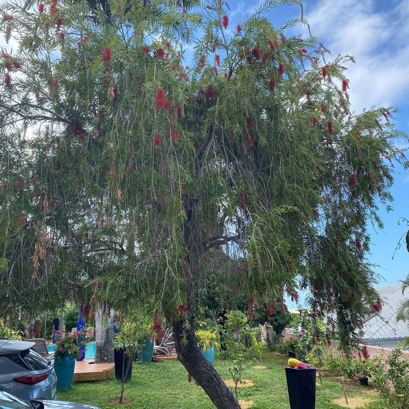 Callistemon viminalis Hannah Ray - Lampenpoetser (Plant habit)