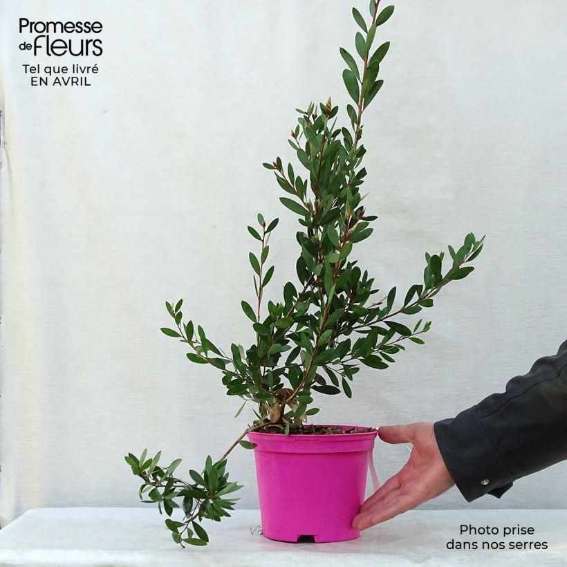 Exemplaar van Callistemon viminalis Hot Pink - Lampenpoetser Pot van 2 l/3 l zoals geleverd in de lente
