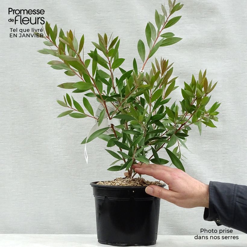 Example of Callistemon (x) laevis Pot van 1,5 l/2 l as you get in hiver