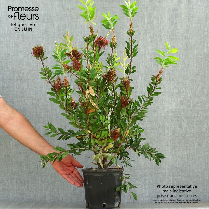 Exemplaar van Callistemon x laevis - Lampenpoetser Pot van 1,5 l/2 l zoals geleverd in de zomer