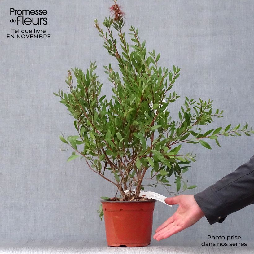 Exemplaar van Callistemon x laevis - Lampenpoetser Pot van 3 l/4 l zoals geleverd in de herfst