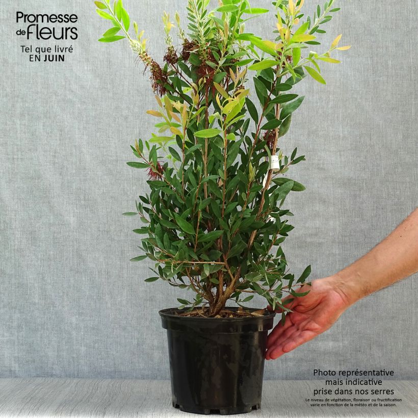 Exemplaar van Callistemon x laevis - Lampenpoetser Pot van 3 l/4 l zoals geleverd in de zomer