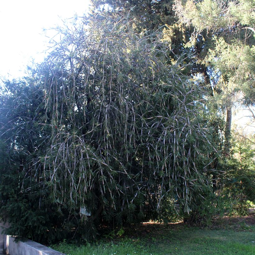 Callistemon x laevis - Lampenpoetser (Groeiplaats)