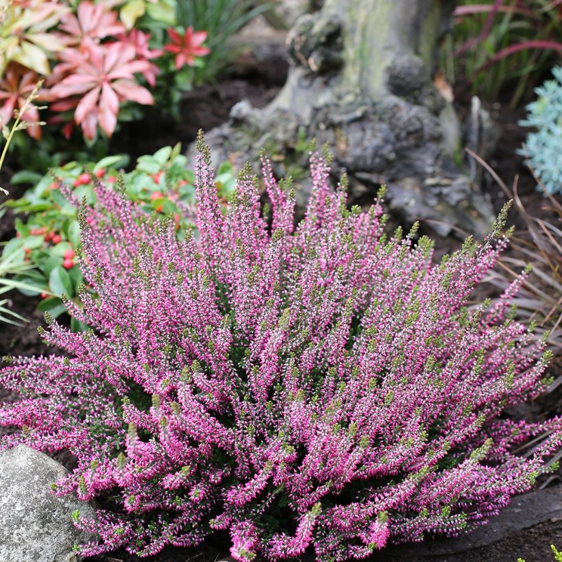 Calluna vulgaris Garden Girls Amethyst - Zomerheide (Groeiplaats)