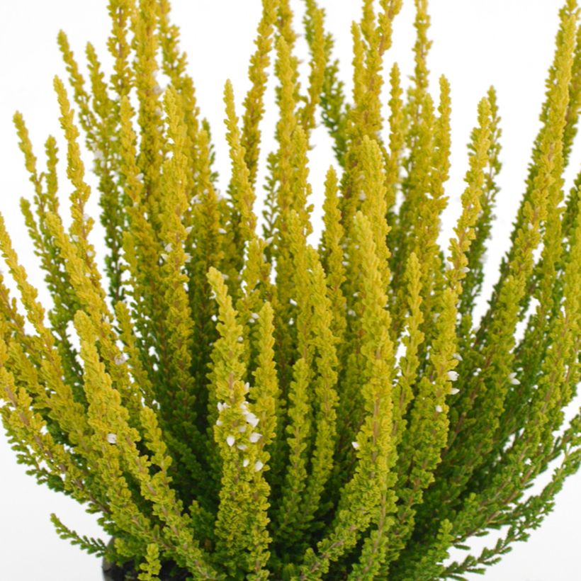 Calluna Garden Girls Zelda - Zomerheide (Blad)