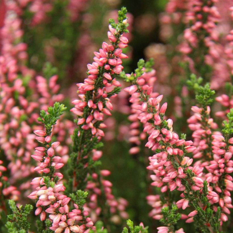 Calluna Garden Girls Gina - Zomerheide (Flowering)