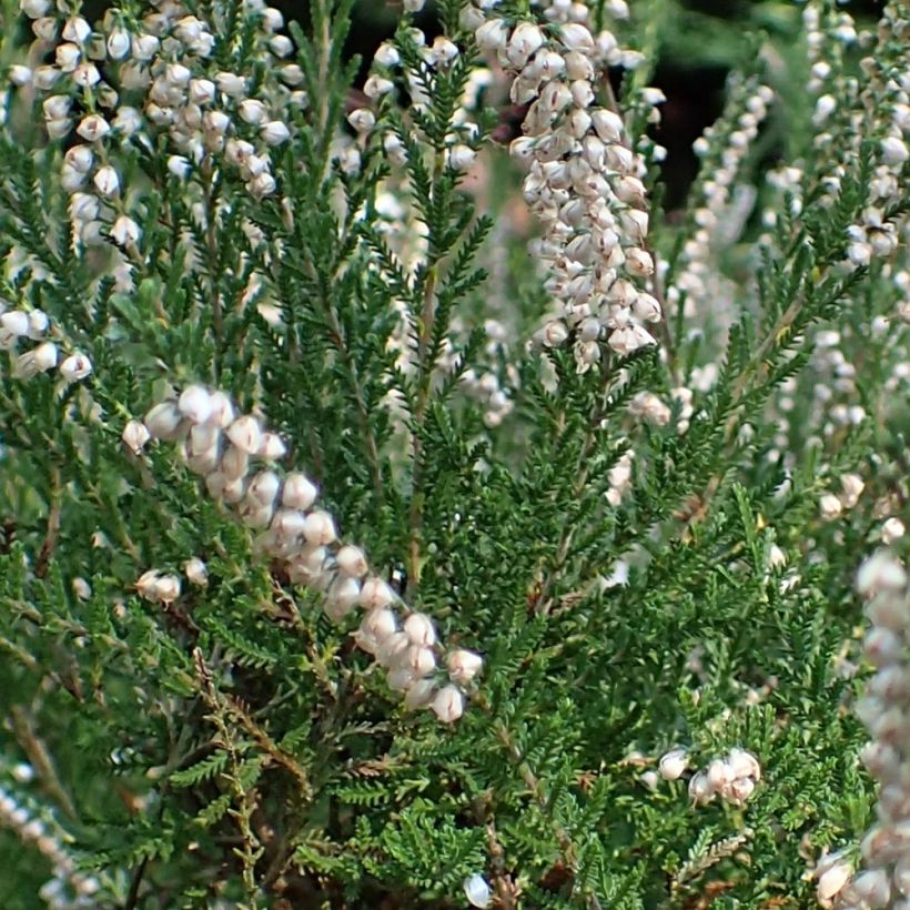 Calluna vulgaris Alba - Zomerheide (Foliage)