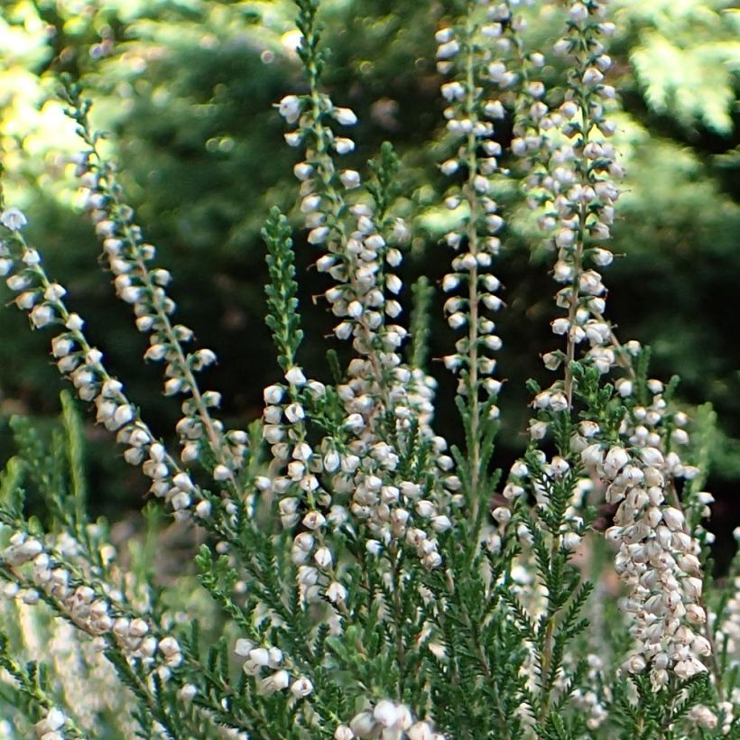 Calluna vulgaris Alba - Zomerheide (Flowering)
