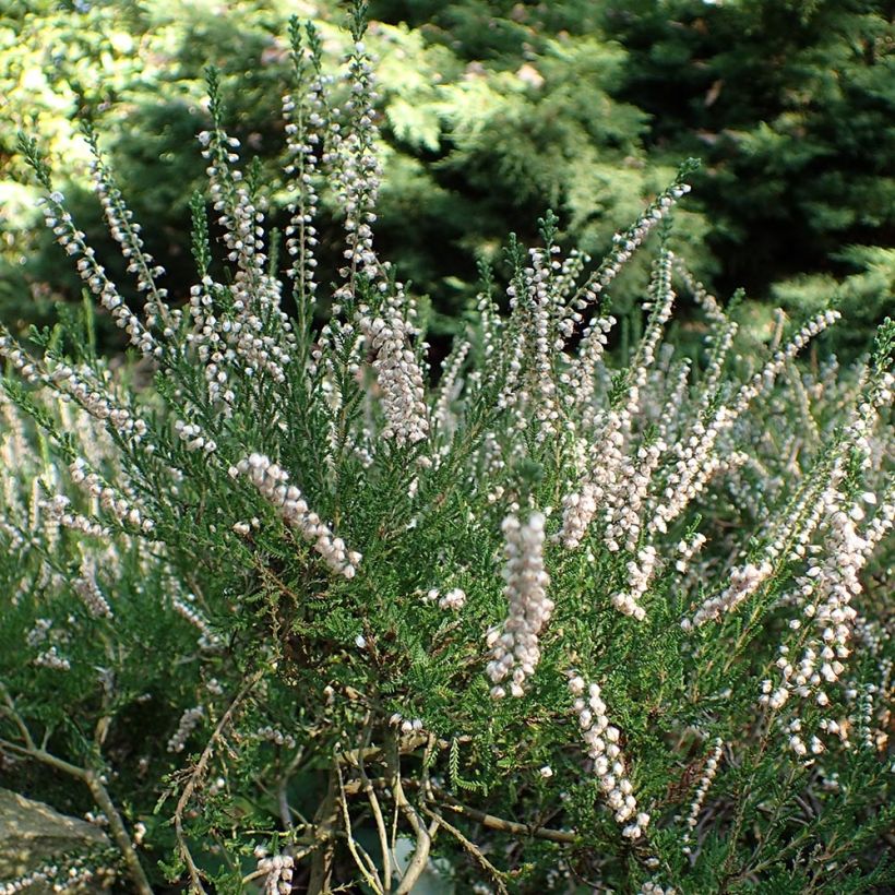 Calluna vulgaris Alba - Zomerheide (Plant habit)