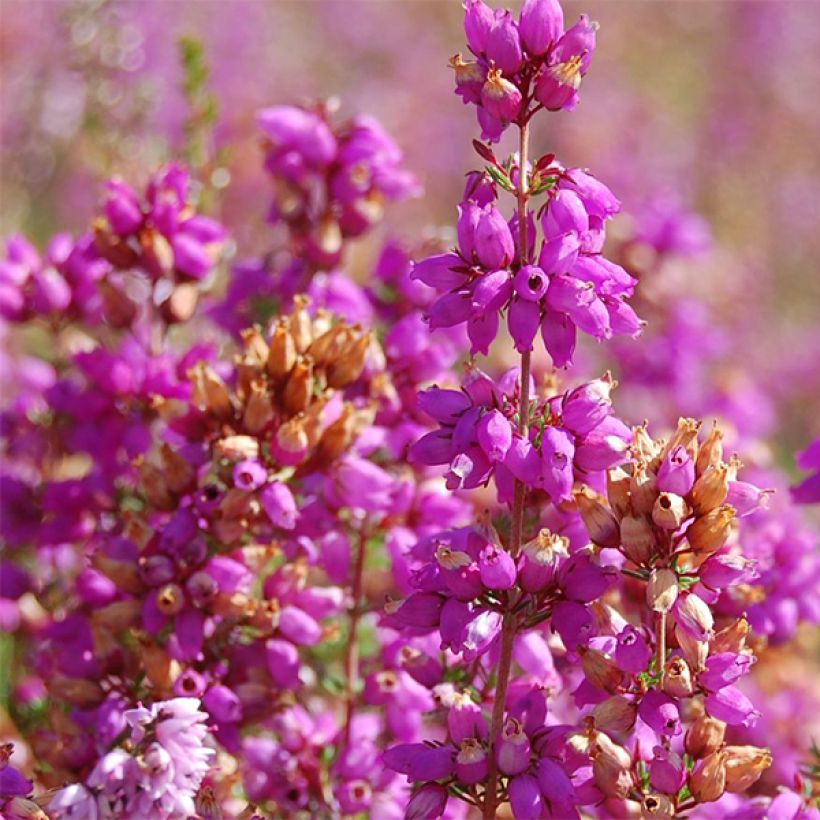 Calluna vulgaris Allegro - Zomerheide (Flowering)