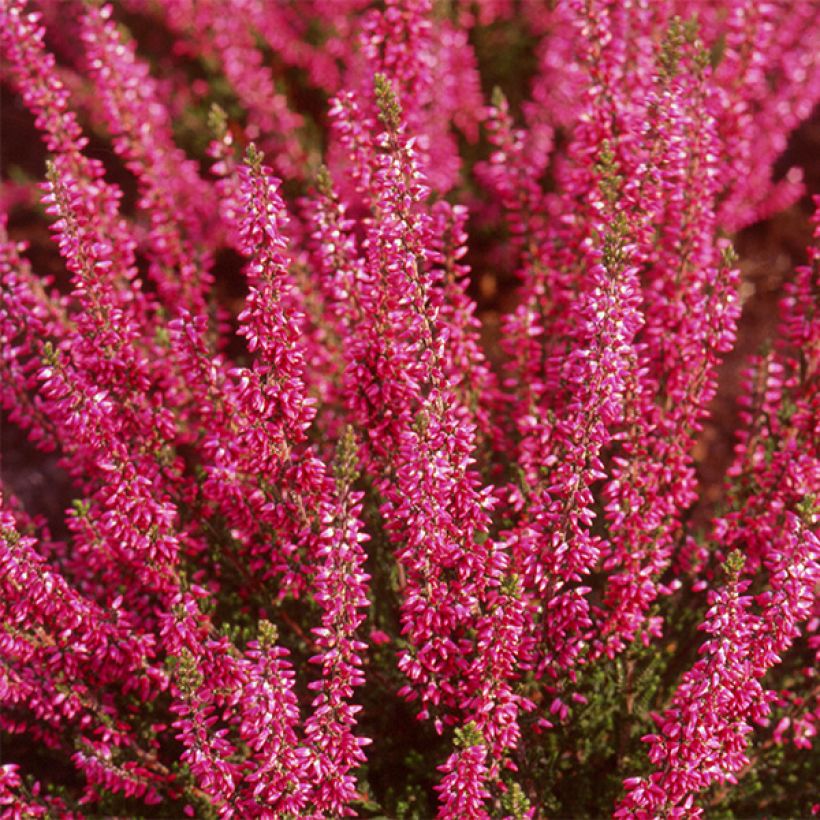 Calluna vulgaris Bonita - Zomerheide (Flowering)