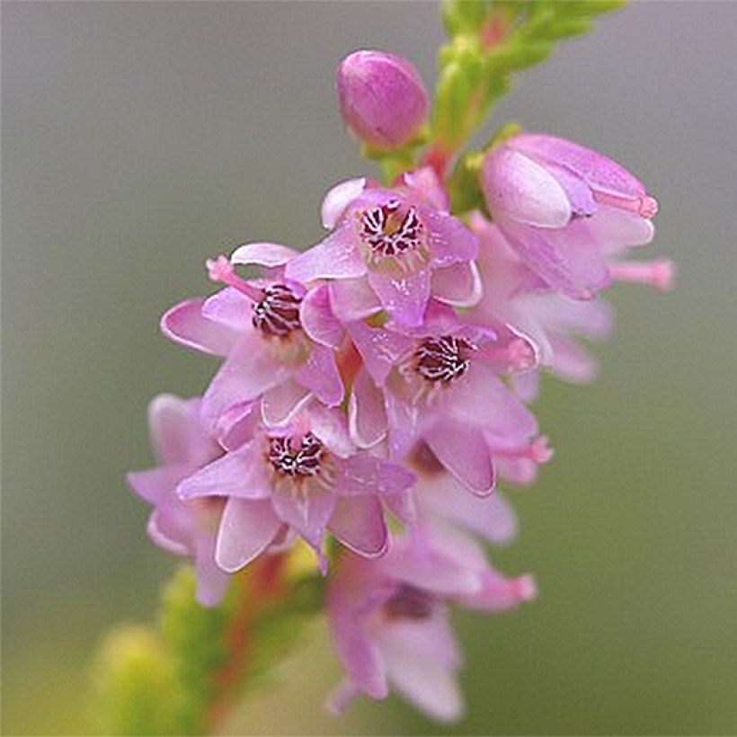 Calluna vulgaris Boskoop - Zomerheide (Flowering)