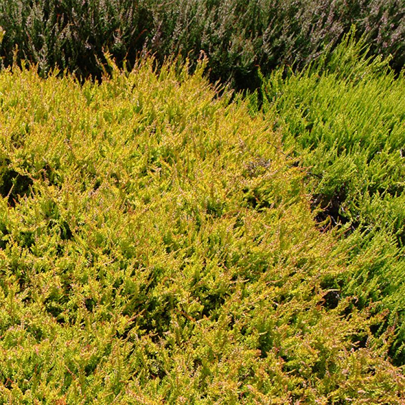 Calluna vulgaris Boskoop - Zomerheide (Plant habit)