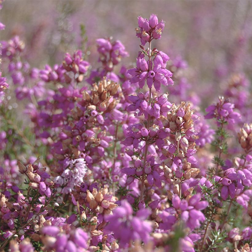 Calluna vulgaris H.E Beale - Zomerheide (Flowering)