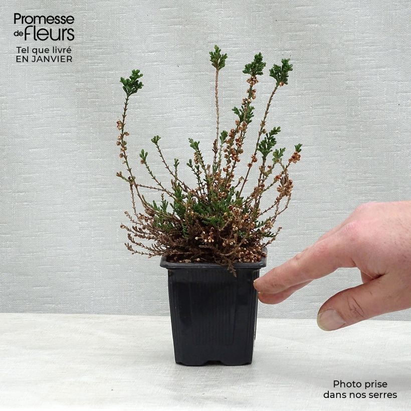 Example of Bruyère d'été - Calluna vulgaris H.E Beale Kweekpotje van 8/9 cm as you get in hiver
