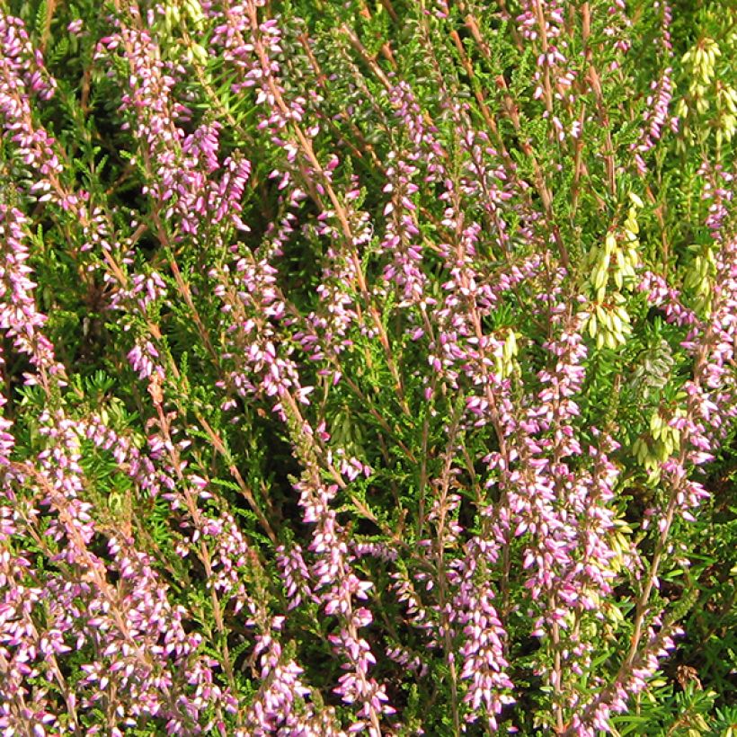 Calluna vulgaris Marleen - Zomerheide (Flowering)